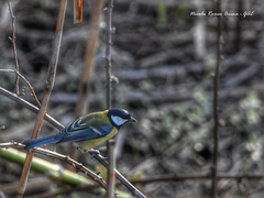 Parus major