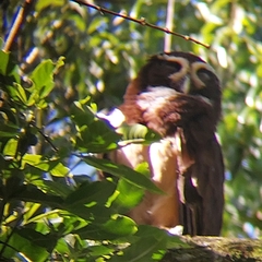 Pulsatrix perspicillata