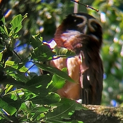 Pulsatrix perspicillata