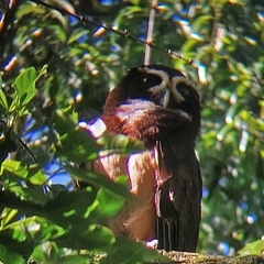 Pulsatrix perspicillata