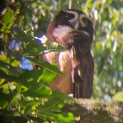 Pulsatrix perspicillata