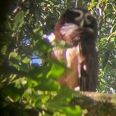 Pulsatrix perspicillata