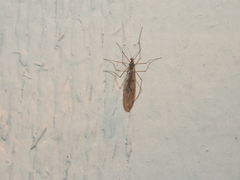 Trichocera