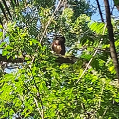 Pulsatrix perspicillata