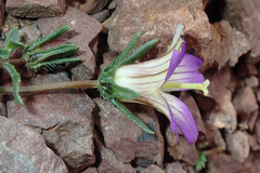 Campanula filicaulis
