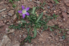 Campanula filicaulis