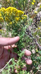 Oncosiphon suffruticosus