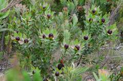 Leucadendron sessile