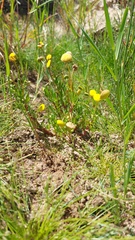 Cotula coronopifolia