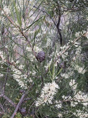 Hakea lissosperma