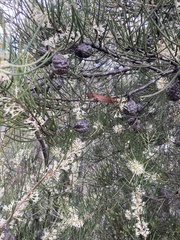 Hakea lissosperma