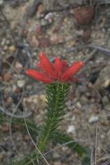 Erica cerinthoides cerinthoides
