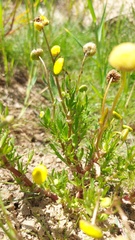 Cotula coronopifolia