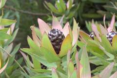 Leucadendron sessile