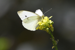 Pieris brassicae