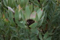 Leucadendron sessile