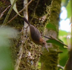 Ramphocaenus melanurus