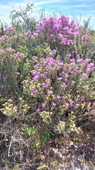 Lampranthus stipulaceus