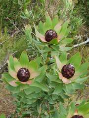 Leucadendron sessile