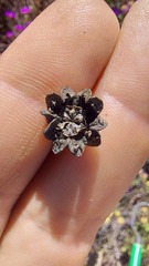 Lampranthus stipulaceus