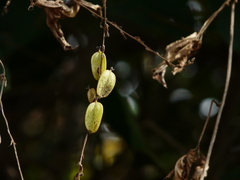 Dioscorea bulbifera