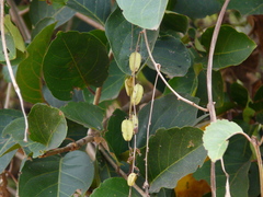 Dioscorea bulbifera
