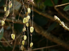 Dioscorea bulbifera