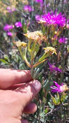 Lampranthus stipulaceus