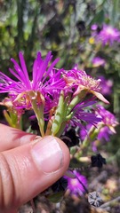 Lampranthus stipulaceus