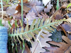 Polypodium vulgare
