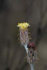 Syncarpha gnaphaloides