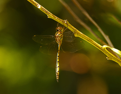Hemicordulia continentalis