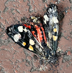 Callimorpha dominula