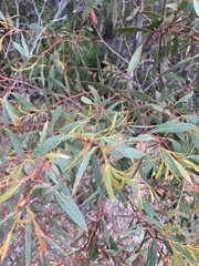 Eucalyptus coccifera