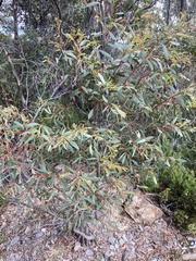 Eucalyptus coccifera