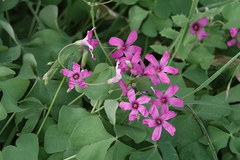 Oxalis articulata
