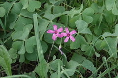 Oxalis articulata
