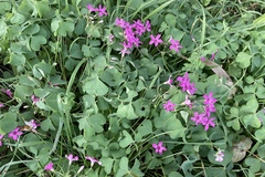 Oxalis articulata