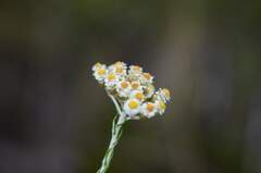 Helichrysum teretifolium