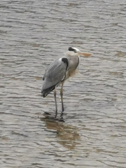 Ardea cinerea