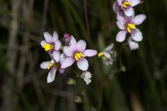 Ixia scillaris scillaris