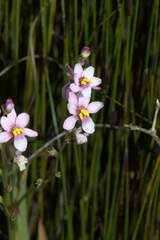 Ixia scillaris scillaris