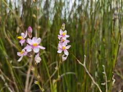 Ixia scillaris scillaris
