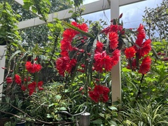 Disocactus ackermannii