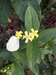 Pseudomussaenda flava