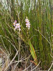 Ixia scillaris scillaris