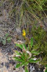 Berkheya herbacea