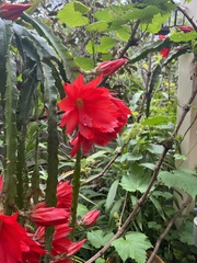 Disocactus ackermannii