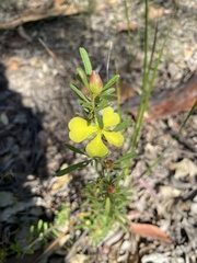 Hibbertia linearis