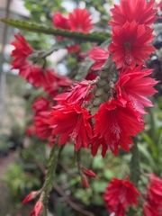 Disocactus ackermannii